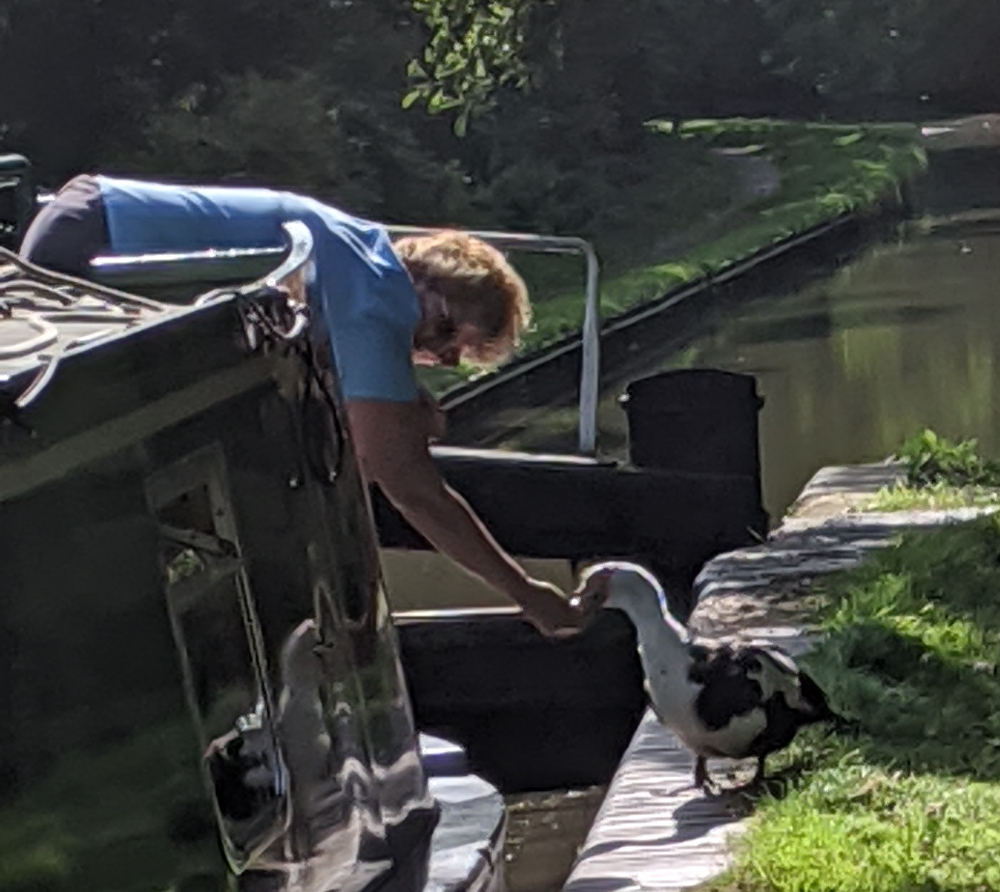 Muscovy duck