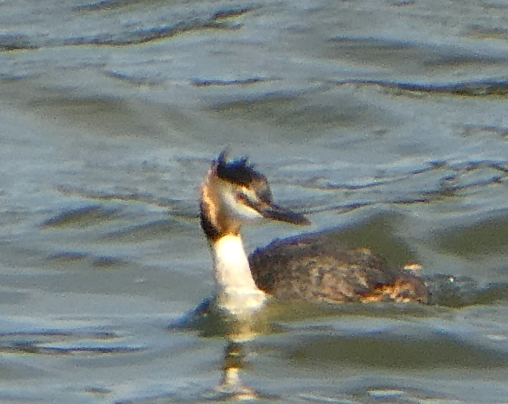 GC Grebe